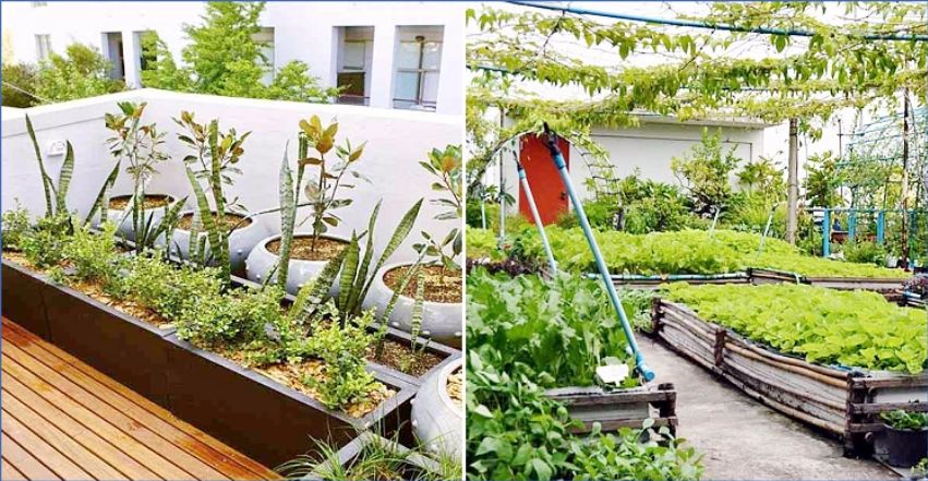 ছাদকৃষিতে সফল হতে যা করবেন