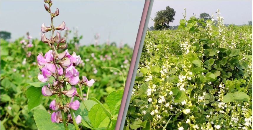 মেহেরপুরে শিমের ব্যাপক ফলন