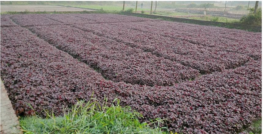 লালশাকে লাভের মুখ