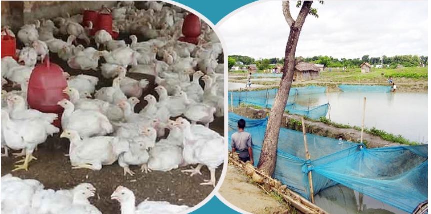 শীতে হাঁস-মুরগি ও মাছের যত্ন নেবেন যেভাবে