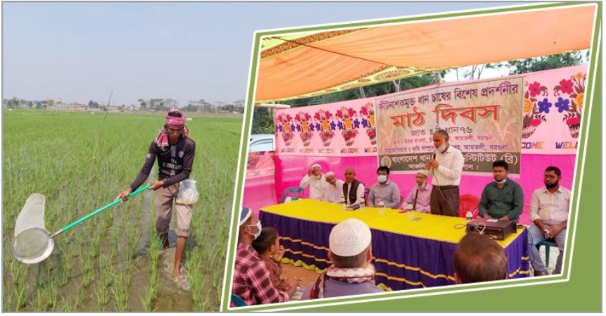 কীটনাশকমুক্ত ধান চাষে কৃষকের সাফল্য