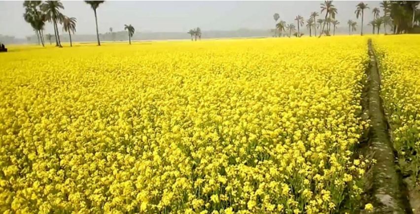 যে কারণে সরিষা চাষে ঝুঁকছেন শার্শার চাষিরা
