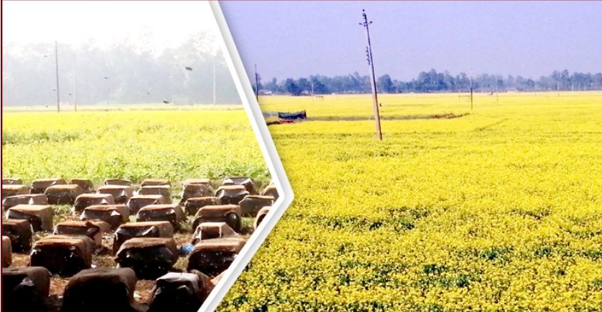 টাঙ্গাইলে সরিষার ফলনে দিন বদলের স্বপ্ন কৃষকের
