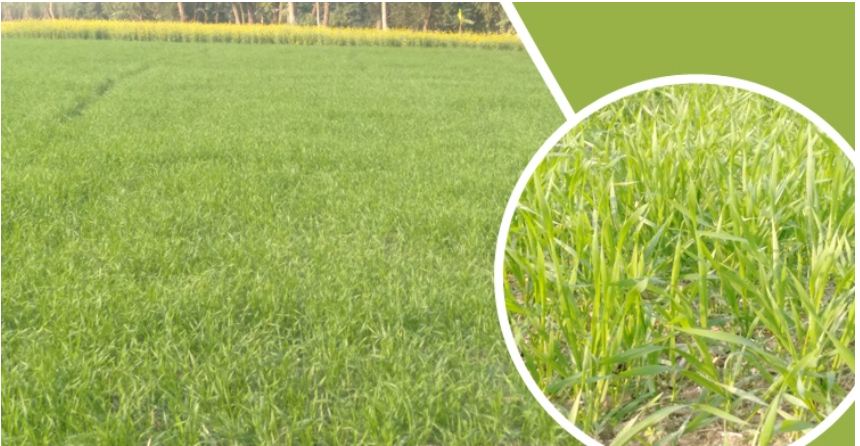 জয়পুরহাটে বাড়ছে গম চাষ