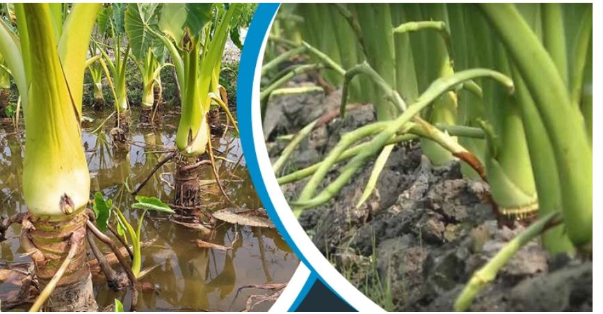 সহজেই চাষ করা যায় লতিরাজ কচু