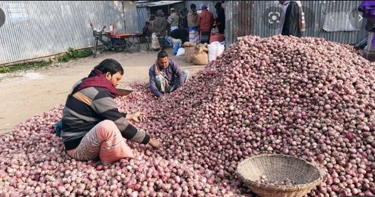 মূলকাটা পেঁয়াজের দাম কমায় ক্ষতির মুখে চাষিরা