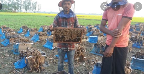 চলনবিলে সরিষার মাঠে ৪০ কোটি টাকার মধু