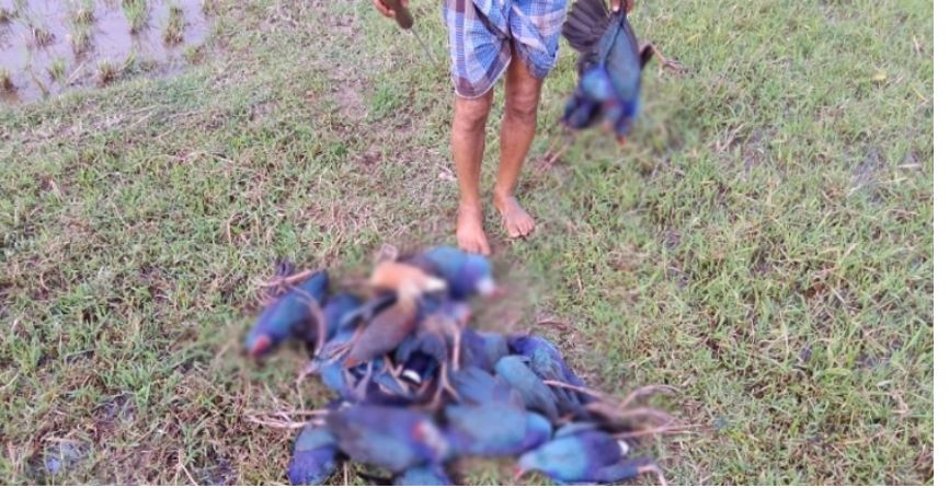 ত্রিপুরায় হাজার হাজার পরিযায়ী পাখি হত্যা