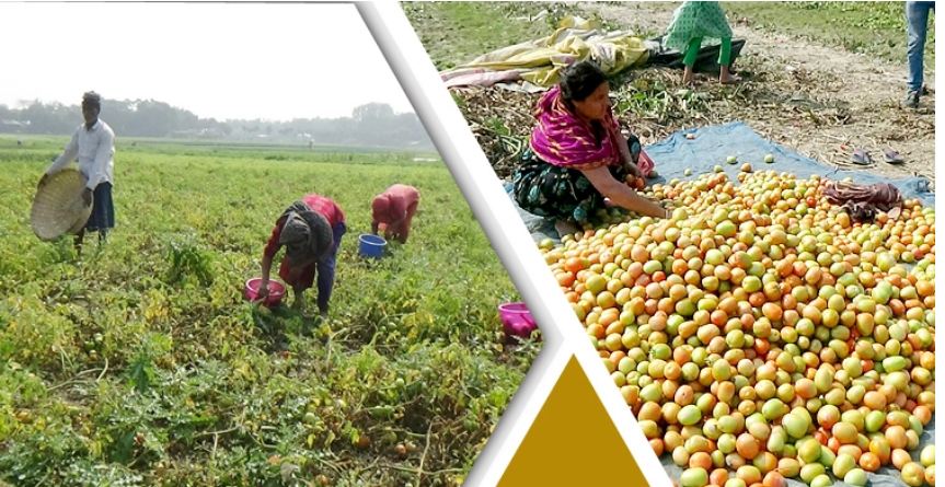 টমেটোর ব্যাপক ফলনেও চিন্তিত রাজবাড়ীর কৃষকরা