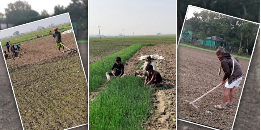 পাবনায় পেঁয়াজ চাষের উৎসব