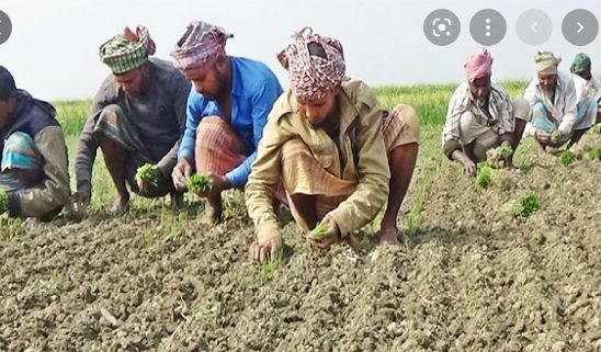 ফরিদপুরে পেঁয়াজ রোপণের ধুম পড়েছে