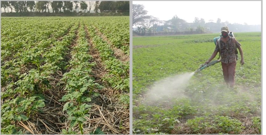 মুন্সিগঞ্জে পূরণ হয়নি আলু চাষের লক্ষ্যমাত্রা