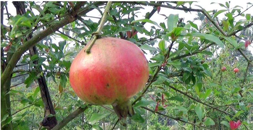 ইউটিউব দেখে আনারচাষে সফল কলেজপড়ুয়া ফয়সাল