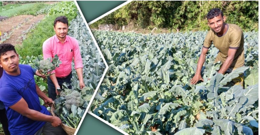 ব্রোকলি চাষে লাভবান হচ্ছেন কৃষকরা