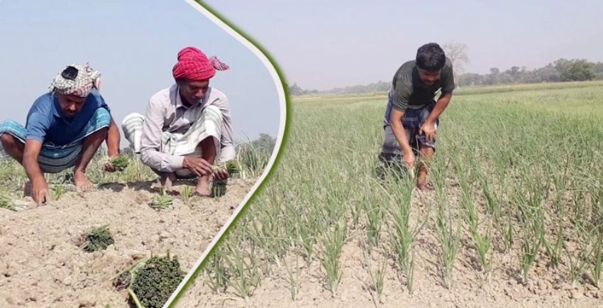 রাজবাড়ীতে লক্ষ্যমাত্রার চেয়ে বেশি পেঁয়াজ চাষ
