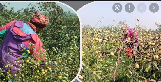 আমের রাজ্যে বরই চাষে দ্বিগুণ লাভ!