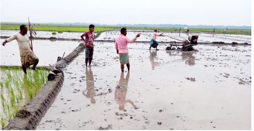 হাওরে বাড়ছে বোরো ধানের চাষ