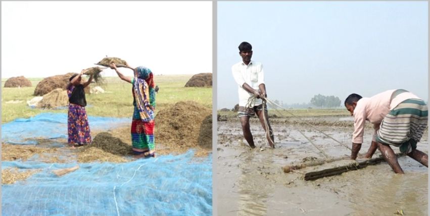 পদ্মা-যমুনার চরে কৃষিতে বিপ্লব