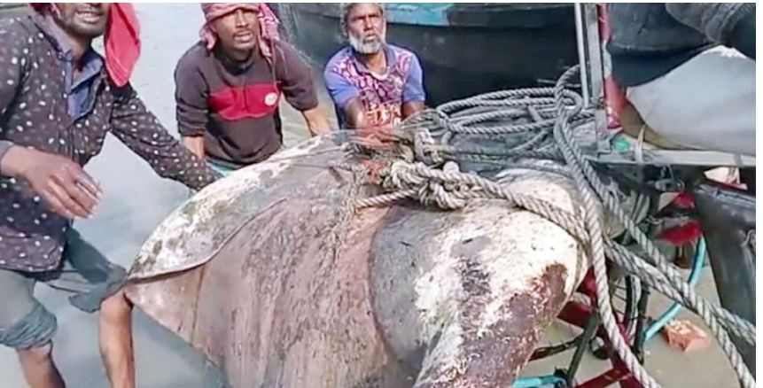 ১০ মণ ওজনের শাপলা পাতা মাছ বিক্রি হলো ৬৪ হাজারে