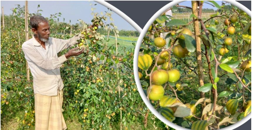 বলসুন্দরী জাতের বরই চাষে স্বাবলম্বী গিয়াস