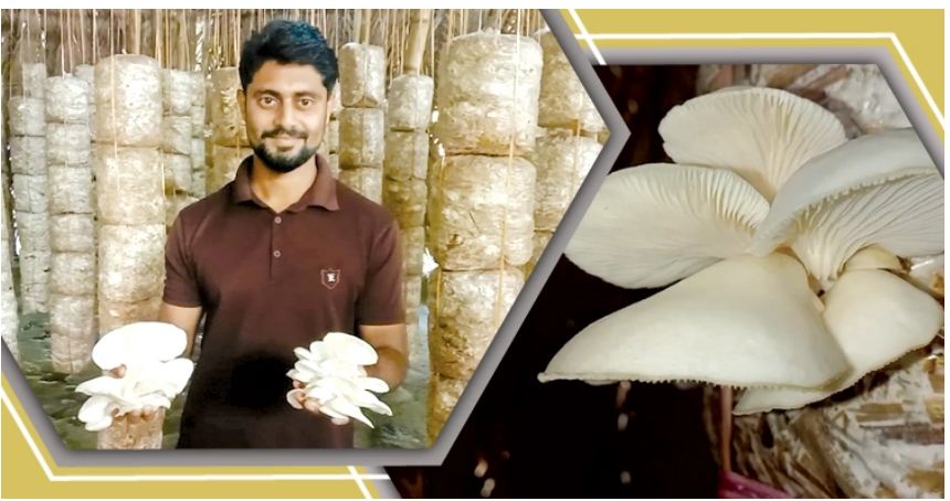 ৯ মাসে ৮ লাখ টাকার মাশরুম বিক্রি করেছেন সৌমিত্র