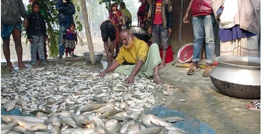 পুকুরে বিষ ঢেলে মারা হলো ১৩ মণ মাছ