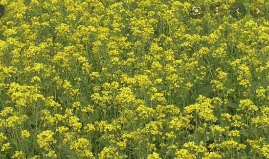নওগাঁয় বেড়েছে সরিষা চাষ