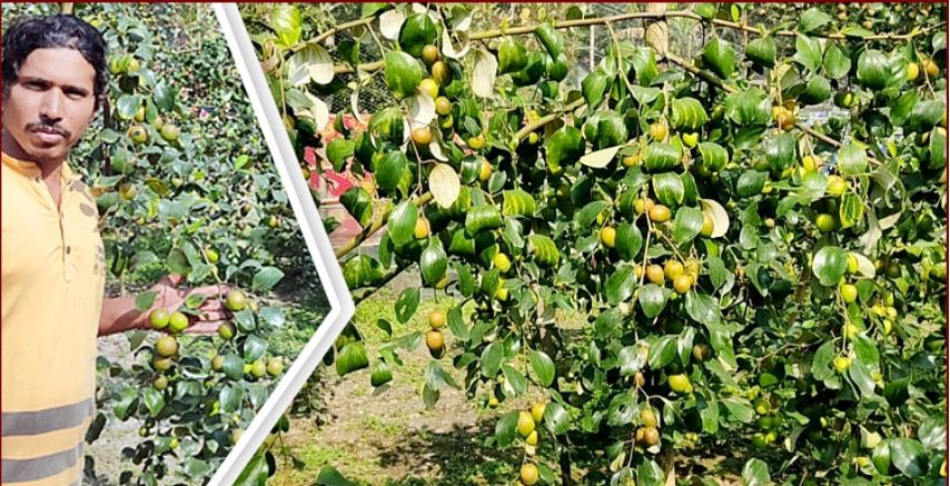 দেড় লাখ টাকার বরই বিক্রির আশা আওলাদের