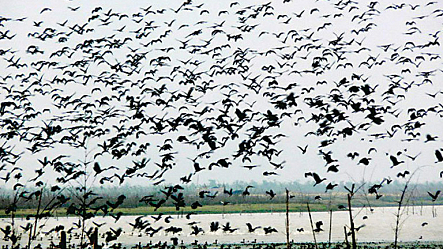 শীতেও সতেজ চিড়িয়াখানার প্রাণিকুল, দেখা নেই পরিযায়ী পাখির