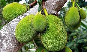 কাঁঠালের কলমে ফল মিলবে সাড়ে ৩ বছরেই