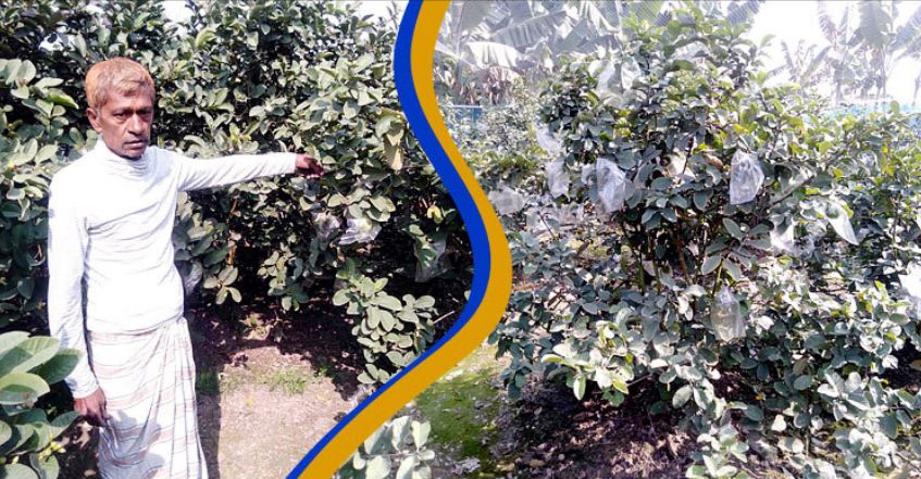 যে কারণে নওগাঁয় বাড়ছে পেয়ারা চাষ