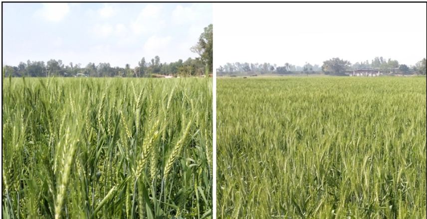 যমুনার চরাঞ্চলে গমের বাম্পার ফলন