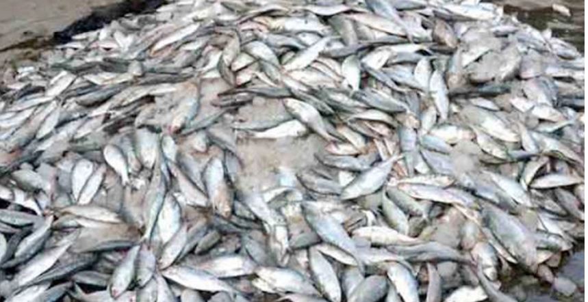 যাত্রীবাহী বাসে মিললো ৬ মণ জাটকা