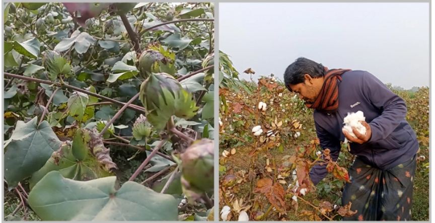 ৬ মাসে ৬ লাখ টাকার তুলা বিক্রির আশা