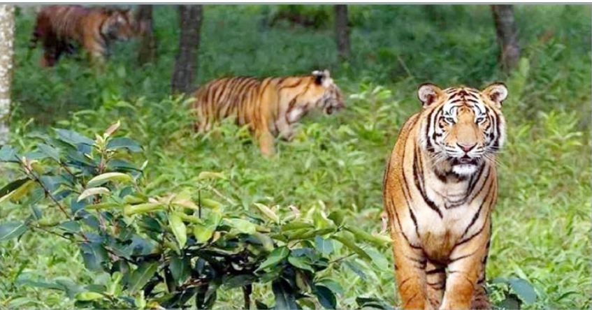 সুন্দরবনে ফের বাঘের কবলে মৎস্যজীবী, তিন দিনে তিনজন