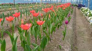 রাজশাহীর আম বাগানে টিউলিপ