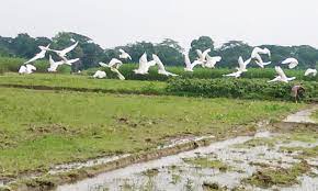 হারিয়ে যাচ্ছে কৃষকের বন্ধু বক