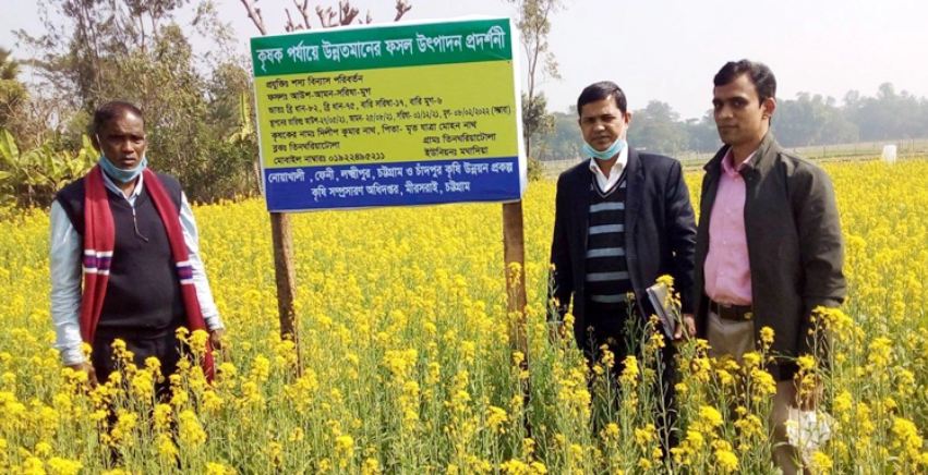 ফেনীতে রবি শস্যের ব্যাপক চাষ