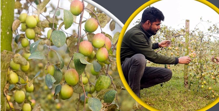 কাশ্মীরী কুল চাষে তিন শিক্ষার্থীর চমক!