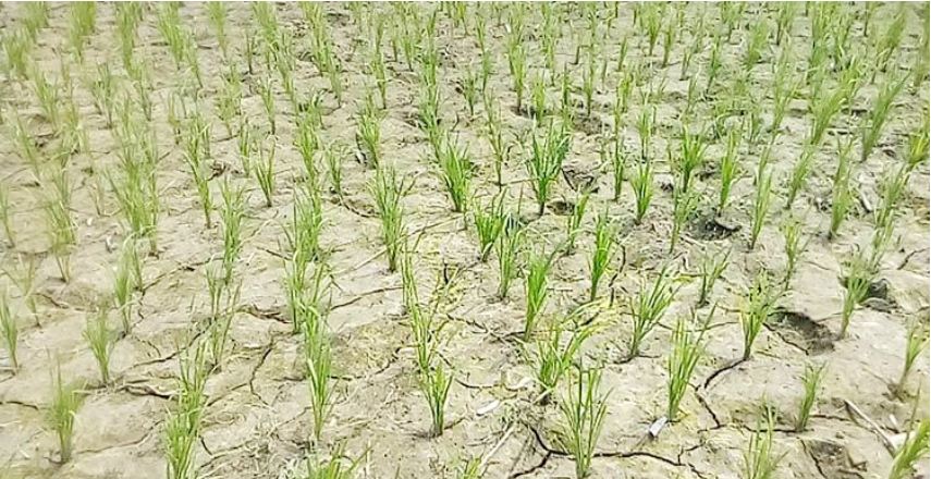 জলবায়ু পরিবর্তনে বছরে ৩০-৪০ লাখ হেক্টর জমি খরায়