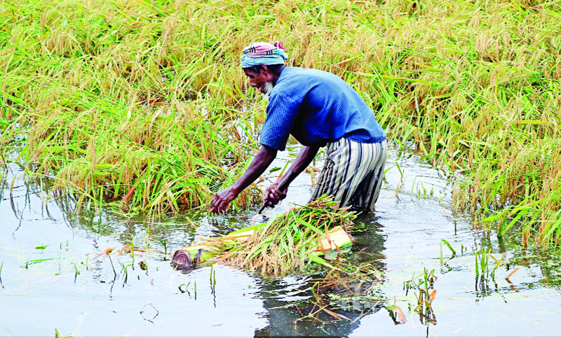 ঝড়-বৃষ্টিতে ফসলের ক্ষতি