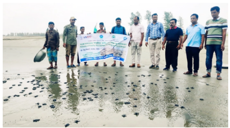 টেকনাফ সৈকতে ৩৫০ কাছিমের বাচ্চা অবমুক্ত