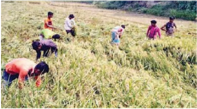 শ্রমিকসংকটে ধান কাটা ব্যাহত, শঙ্কায় কৃষক