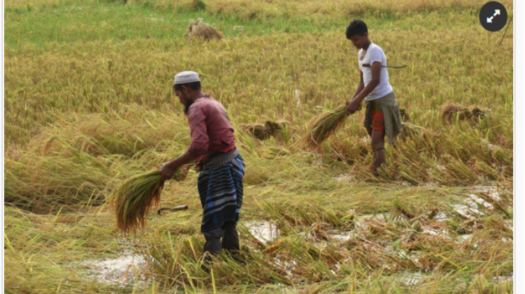 নন্দীগ্রামে পানির নিচে ধান, কৃষকের মাথায় হাত