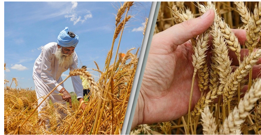 গম রপ্তানি নিষিদ্ধ করলো ভারত, পাবে প্রতিবেশীরা