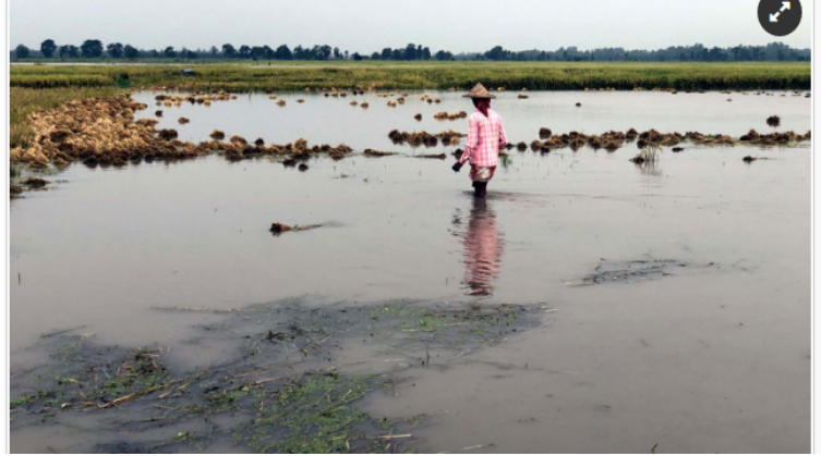 সাপাহারে ঢলের পানিতে ভাসল কৃষকের সোনালি স্বপ্ন