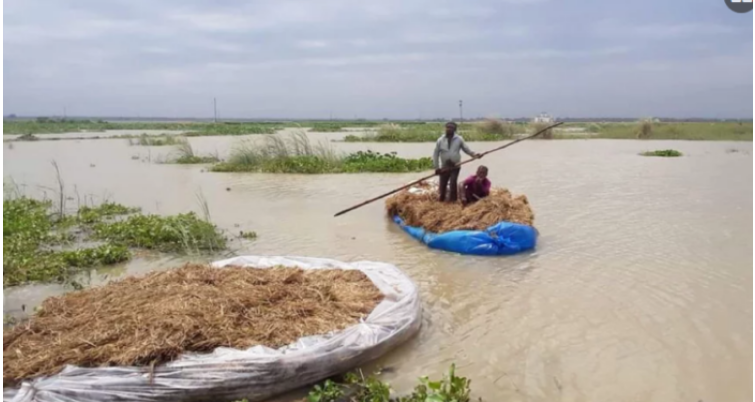 মাঠেই নষ্ট হচ্ছে ধান, হাজার টাকায়ও মিলছে না শ্রমিক