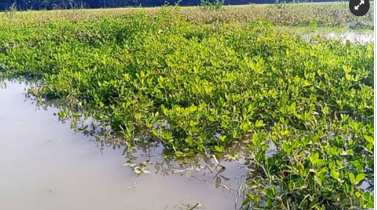 পূর্ণিমার জোয়ারে ভাসল ফসল, কৃষক দিশেহারা