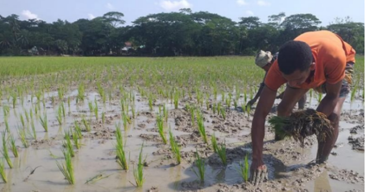 আমতলীতে আউশ ধান চাষে ব্যস্ত কৃষকরা