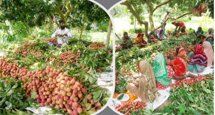 মাগুরায় ৭০ কোটি টাকার লিচু বিক্রির আশা